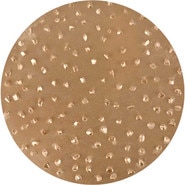 TapeTech Sanding Disc EDISCTC12